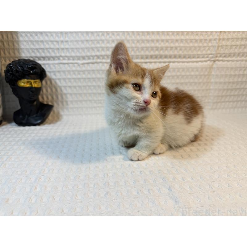 販売中の埼玉県のマンチカン(短足)-135714の5枚目