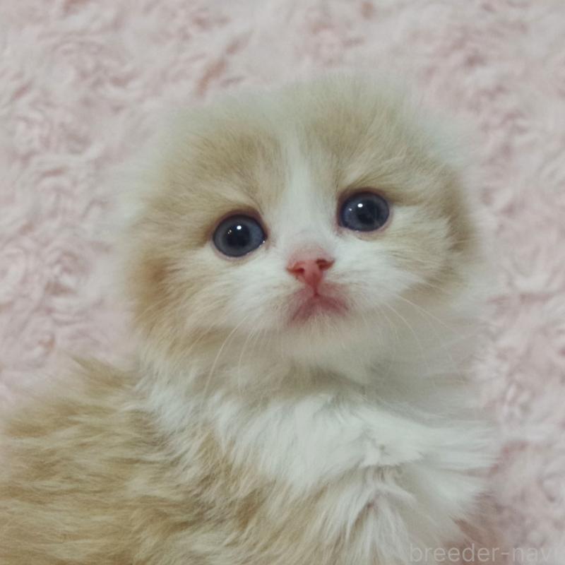 販売中の群馬県のスコティッシュフォールド(折れ耳)-135712の1枚目