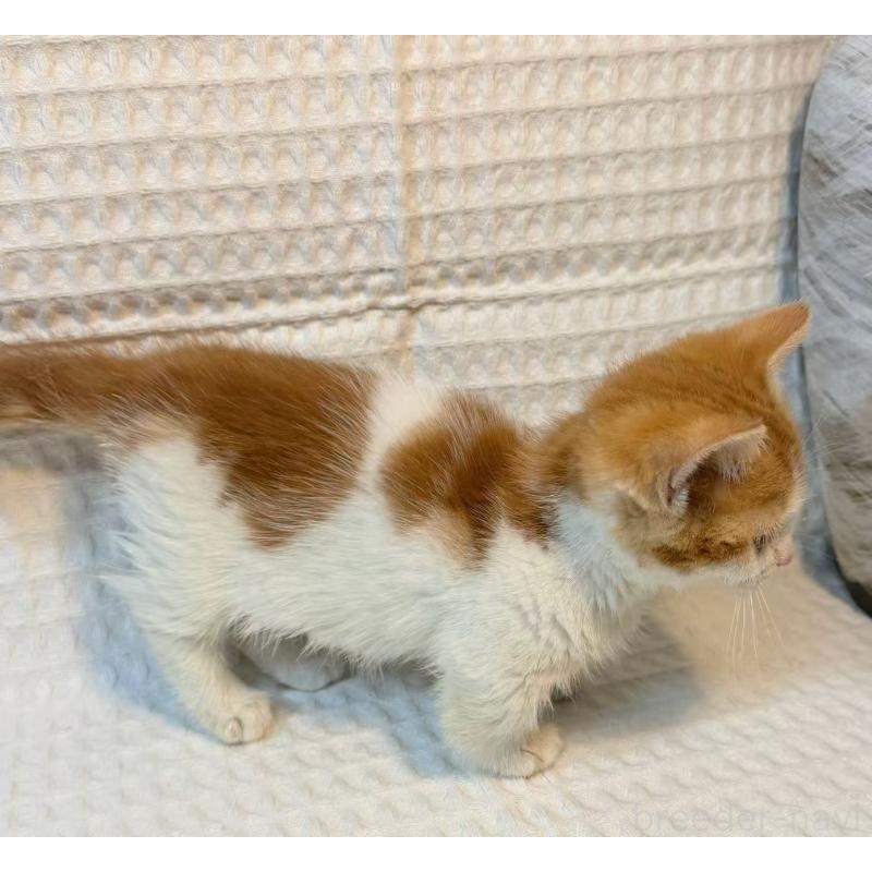 販売中の埼玉県のマンチカン(短足)-135714の2枚目