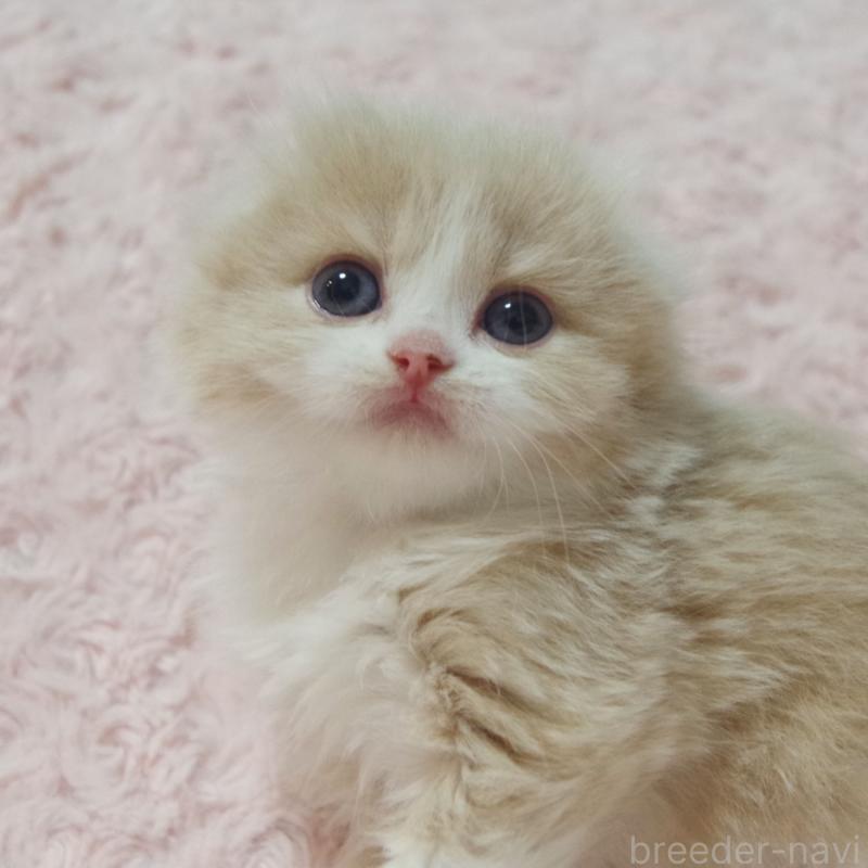 販売中の群馬県のスコティッシュフォールド(折れ耳)-135712の10枚目