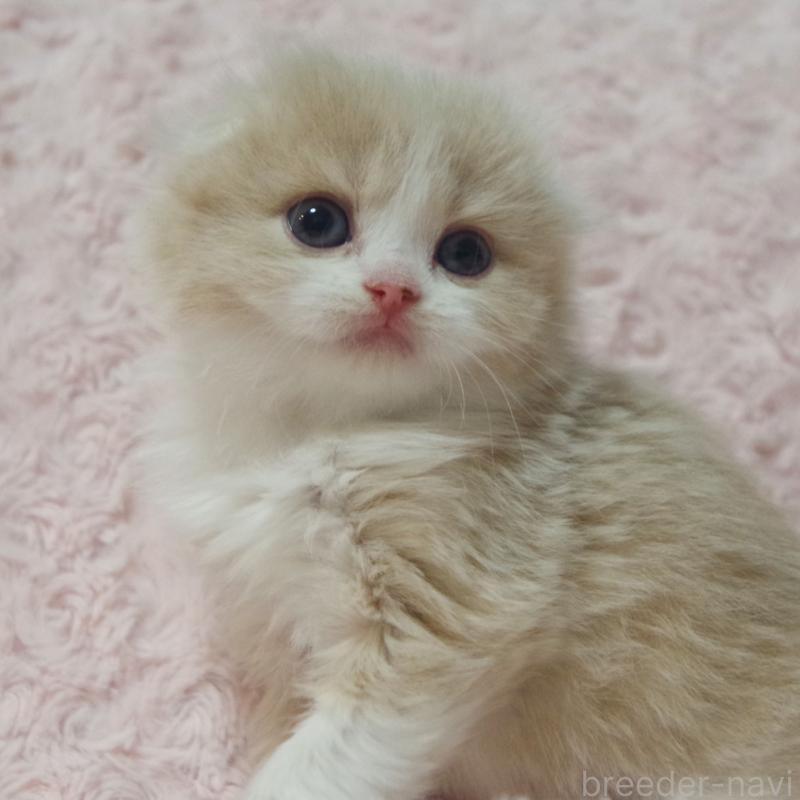販売中の群馬県のスコティッシュフォールド(折れ耳)-135712の9枚目