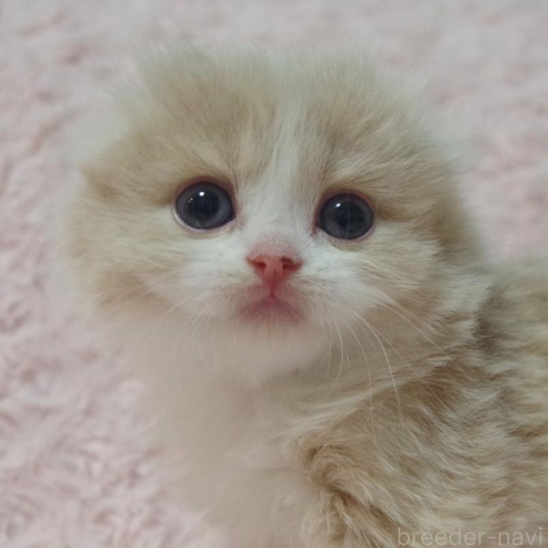 販売中の群馬県のスコティッシュフォールド(折れ耳)-135712の8枚目