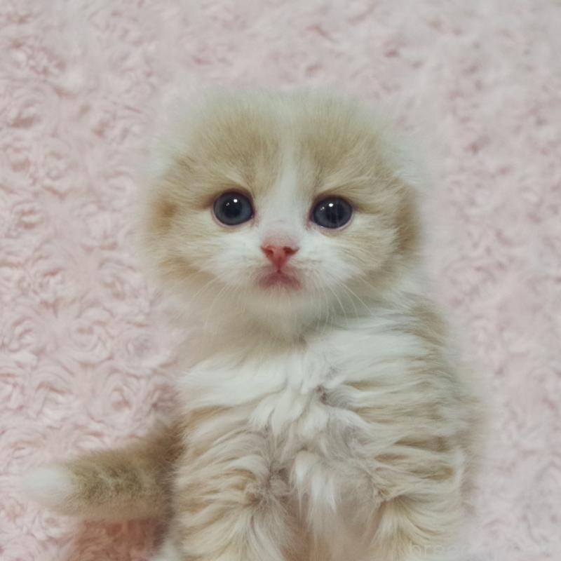 販売中の群馬県のスコティッシュフォールド(折れ耳)-135712の7枚目