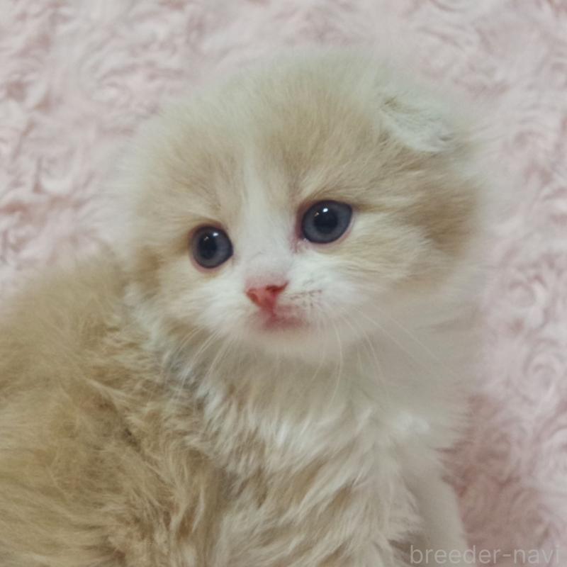 販売中の群馬県のスコティッシュフォールド(折れ耳)-135712の6枚目