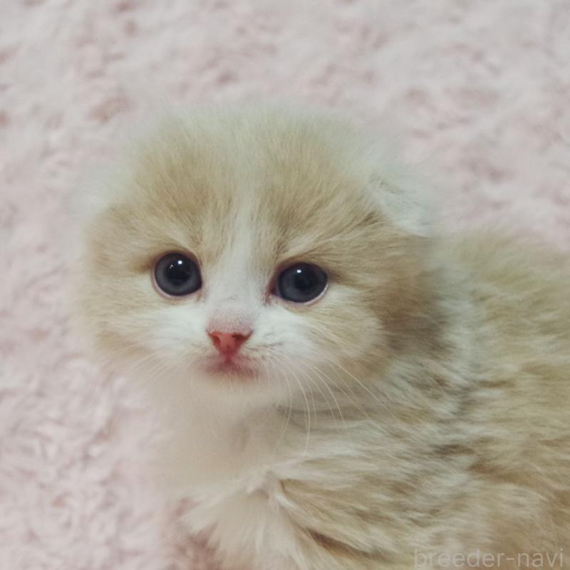 販売中の群馬県のスコティッシュフォールド(折れ耳)-135712の5枚目