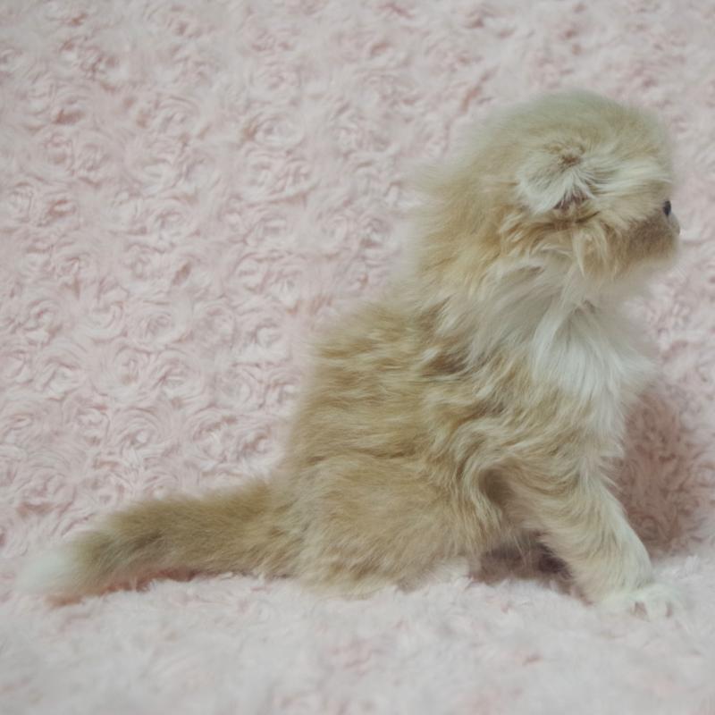 販売中の群馬県のスコティッシュフォールド(折れ耳)-135712の4枚目