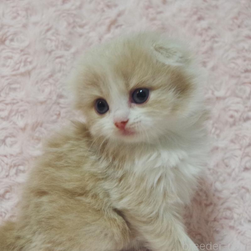 販売中の群馬県のスコティッシュフォールド(折れ耳)-135712の3枚目