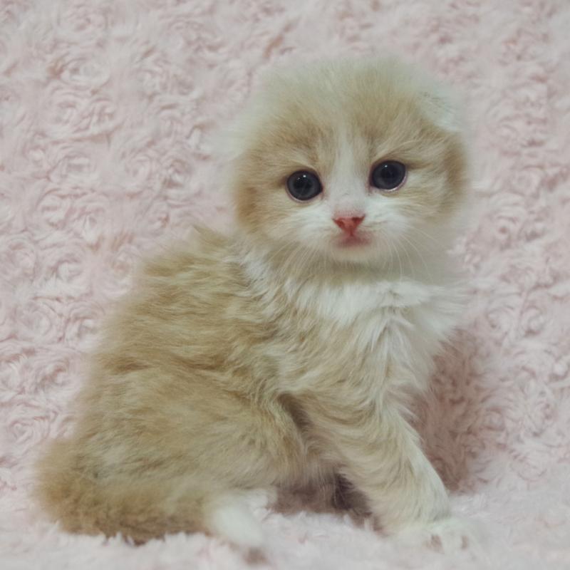 販売中の群馬県のスコティッシュフォールド(折れ耳)-135712の2枚目