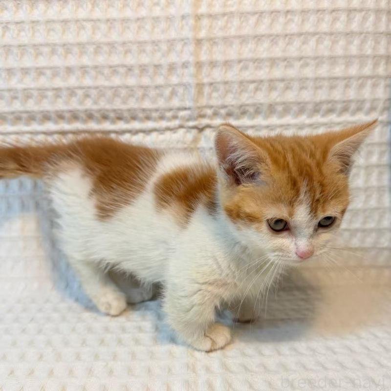 販売中の埼玉県のマンチカン(短足)-135714