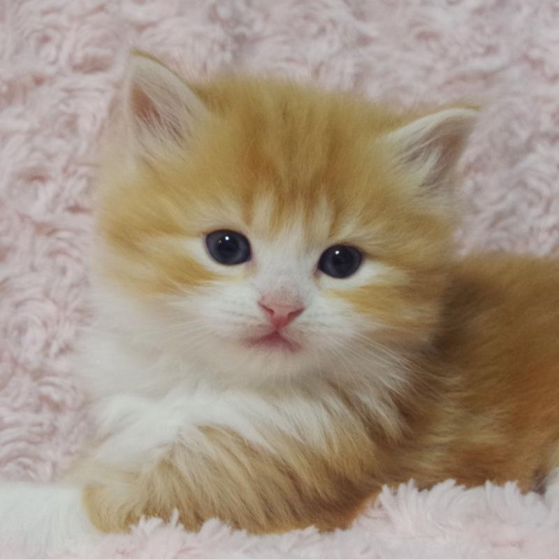 販売中の群馬県のスコティッシュフォールド-135713の10枚目