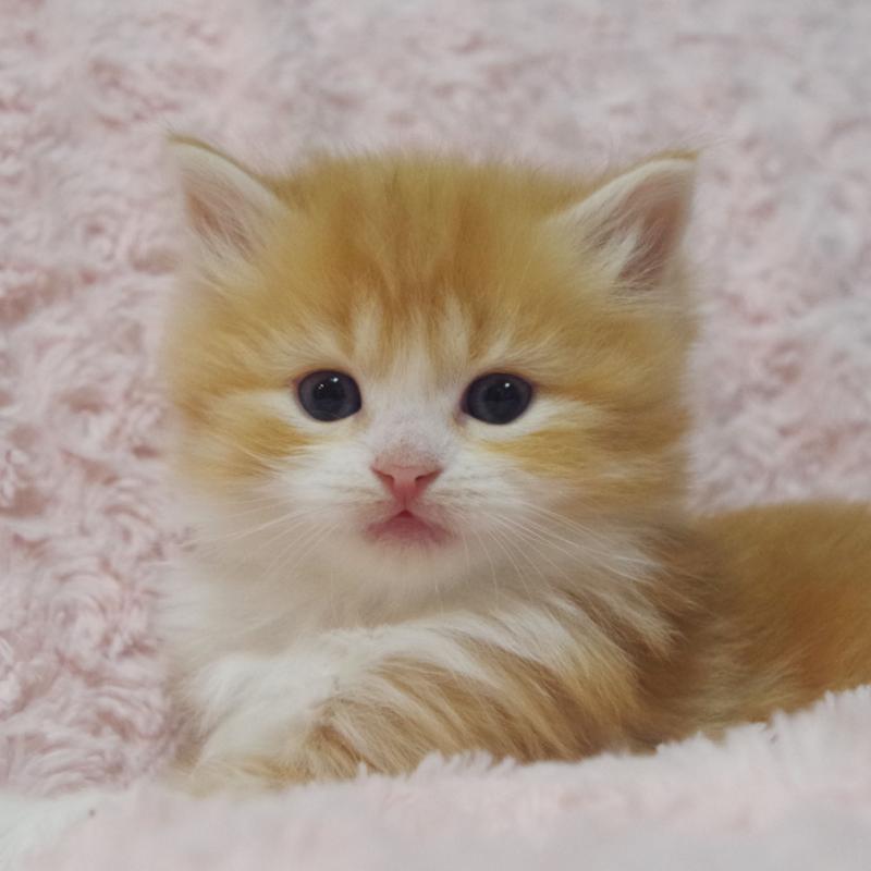 販売中の群馬県のスコティッシュフォールド-135713の9枚目