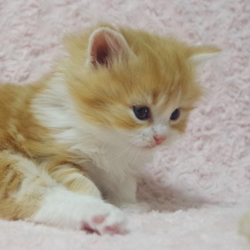 販売中の群馬県のスコティッシュフォールド-135713の8枚目