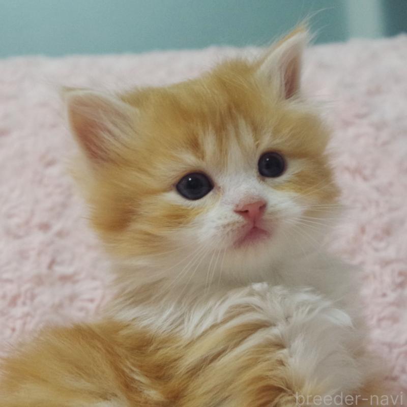 販売中の群馬県のスコティッシュフォールド-135713