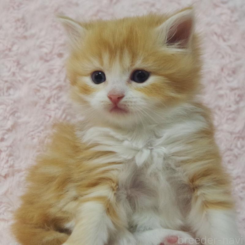 販売中の群馬県のスコティッシュフォールド-135713の7枚目