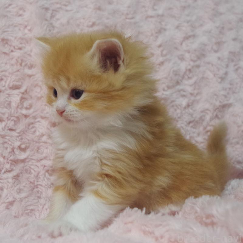 販売中の群馬県のスコティッシュフォールド-135713の6枚目