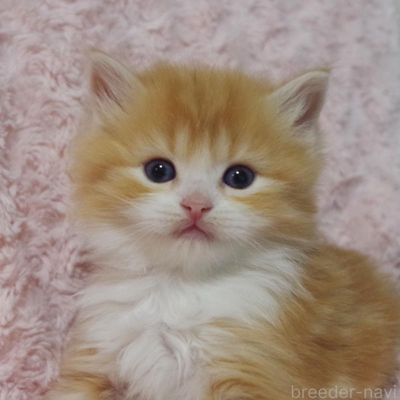 販売中の群馬県のスコティッシュフォールド-135713の5枚目