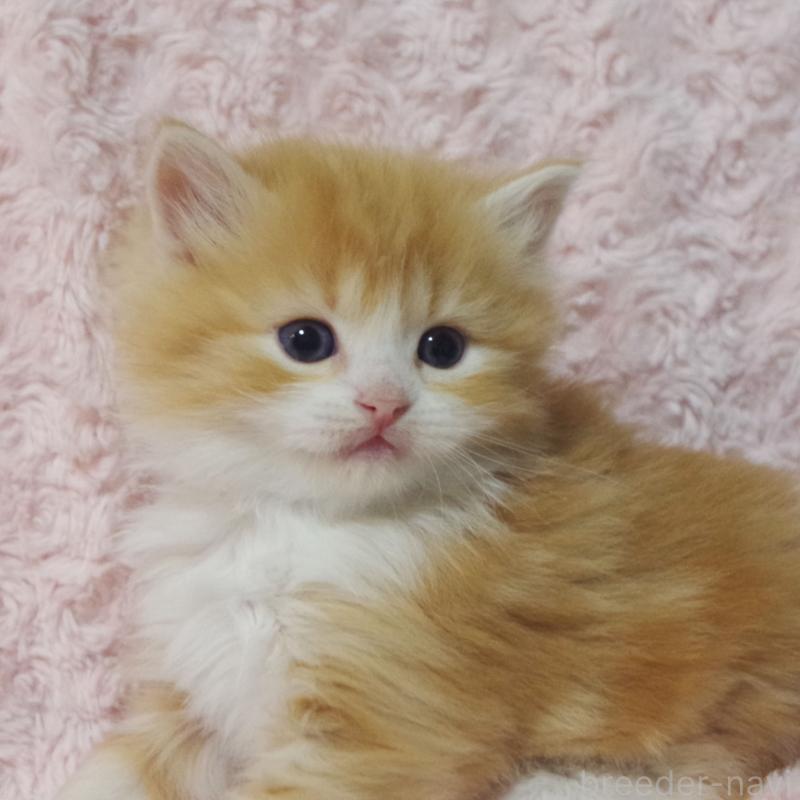 販売中の群馬県のスコティッシュフォールド-135713の4枚目