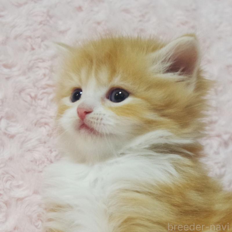 販売中の群馬県のスコティッシュフォールド-135713の2枚目