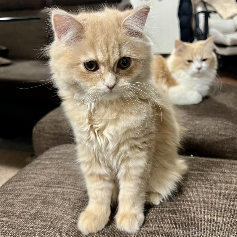 販売中の三重県のスコティッシュフォールド-129920の6枚目