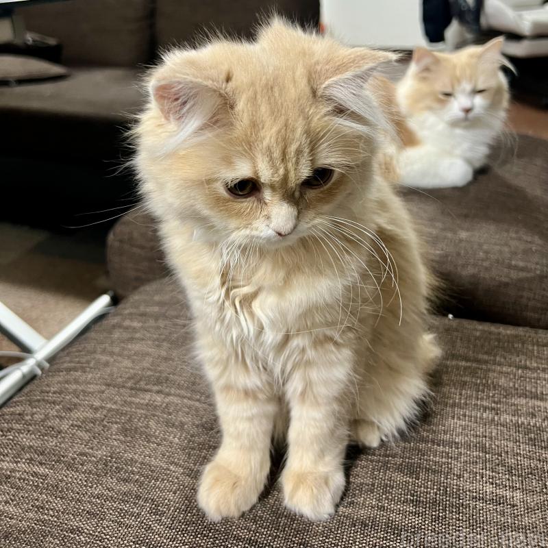 販売中の三重県のスコティッシュフォールド-129920の5枚目