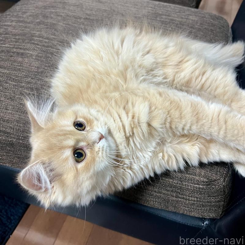 販売中の三重県のスコティッシュフォールド-129920の3枚目