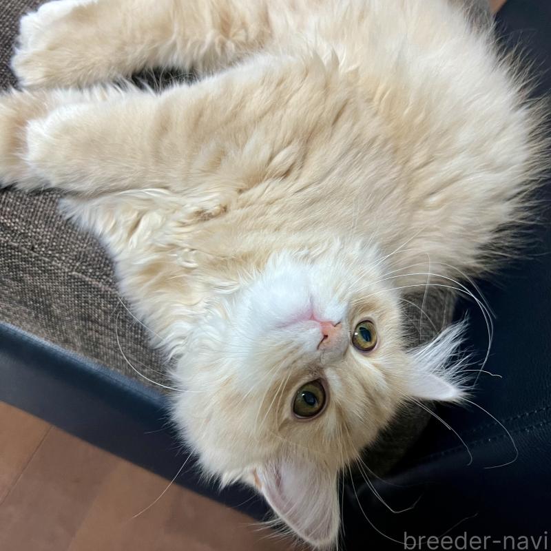 販売中の三重県のスコティッシュフォールド-129920の2枚目