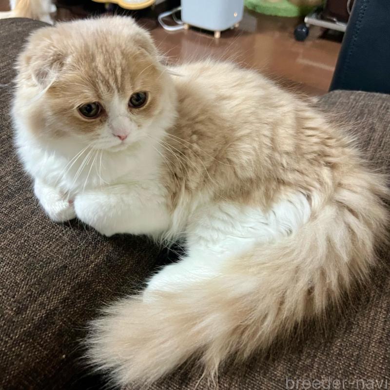 販売中の三重県のスコティッシュフォールド(折れ耳)-129918の5枚目