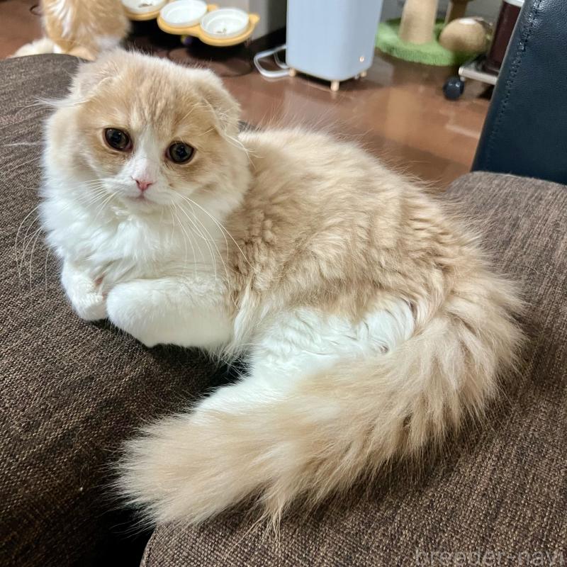 販売中の三重県のスコティッシュフォールド(折れ耳)-129918