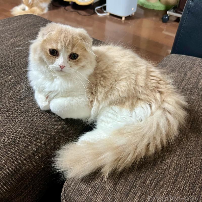 販売中の三重県のスコティッシュフォールド(折れ耳)-129918の4枚目