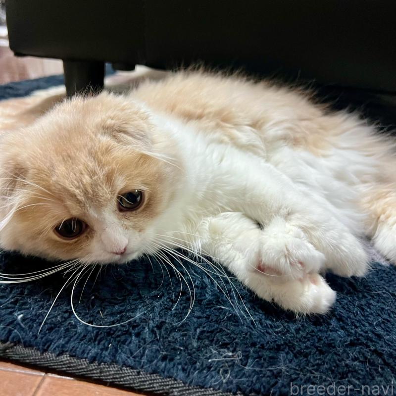 販売中の三重県のスコティッシュフォールド(折れ耳)-129918の3枚目