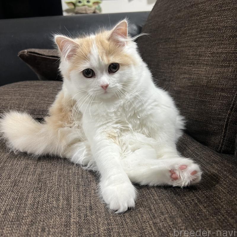 販売中の三重県のスコティッシュフォールド-129919の5枚目