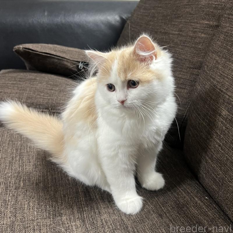 販売中の三重県のスコティッシュフォールド-129919の3枚目