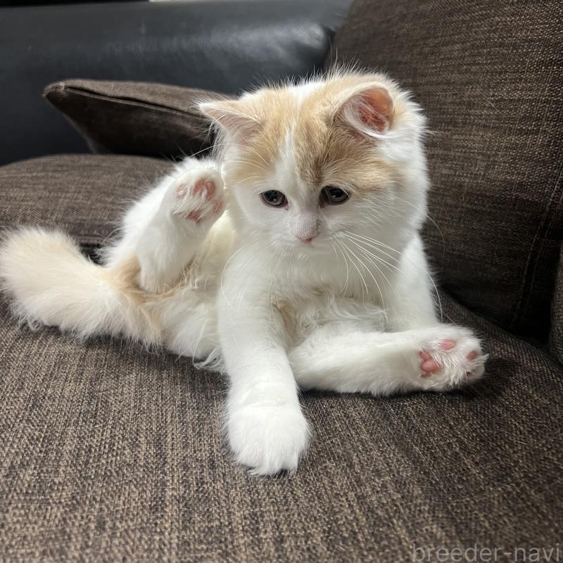 販売中の三重県のスコティッシュフォールド-129919の2枚目