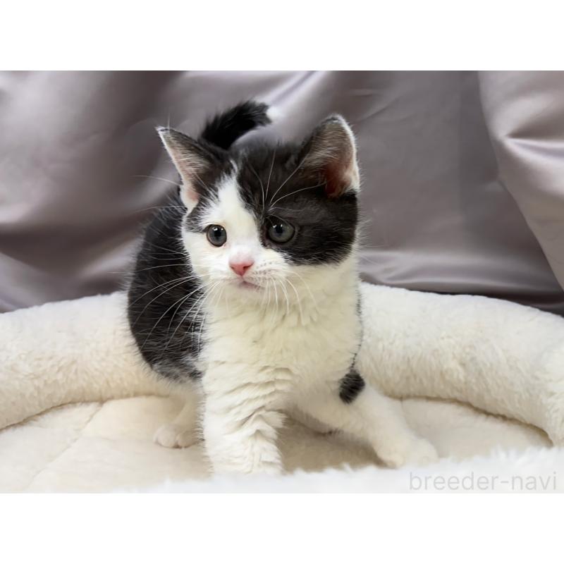 成約済の千葉県のスコティッシュフォールド-135329の3枚目