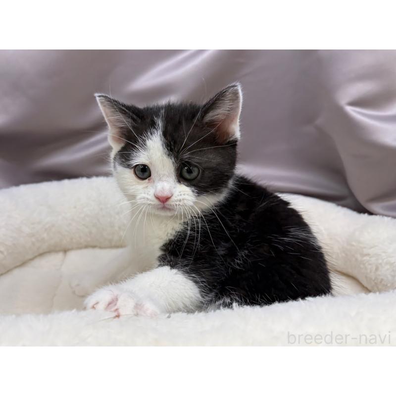 成約済の千葉県のスコティッシュフォールド-135329の2枚目