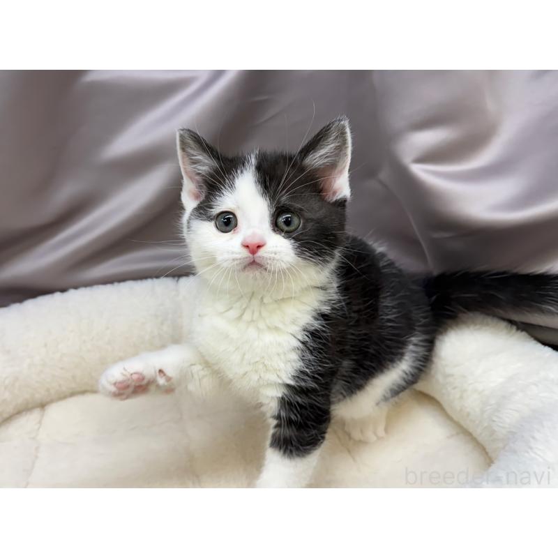 販売中の千葉県のスコティッシュフォールド-135329