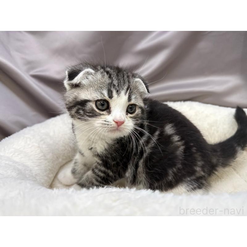 成約済の千葉県のスコティッシュフォールド-135332の3枚目