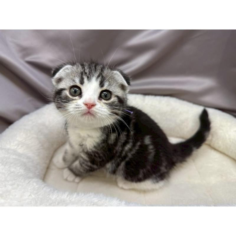 成約済の千葉県のスコティッシュフォールド-135332の2枚目