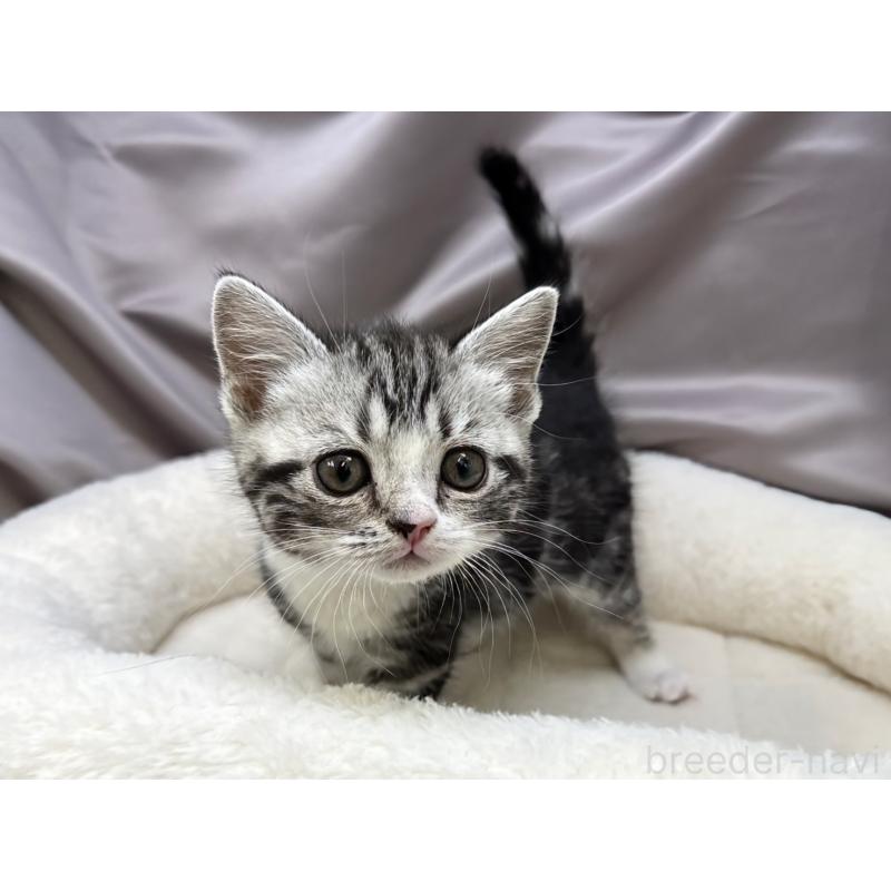 成約済の千葉県のスコティッシュフォールド-135333の3枚目