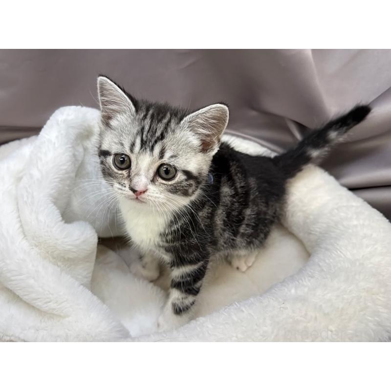 成約済の千葉県のスコティッシュフォールド-135333の2枚目