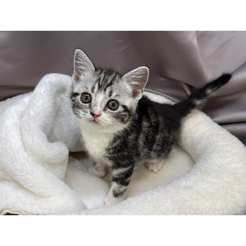 販売中の千葉県のスコティッシュフォールド-135333