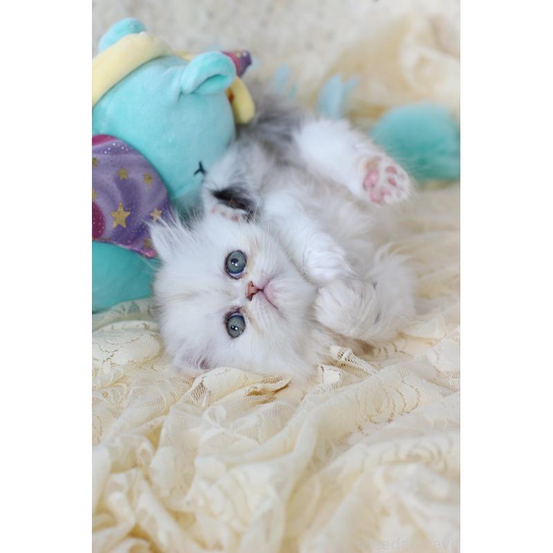 成約済の愛知県のエキゾチックロングヘア-135250の3枚目