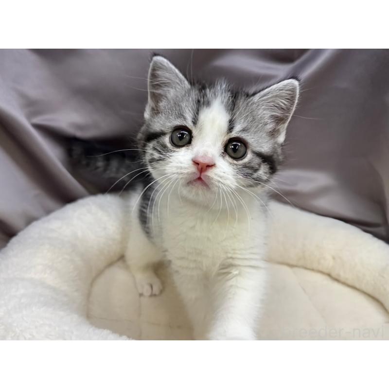 成約済の千葉県のスコティッシュフォールド-135334の3枚目