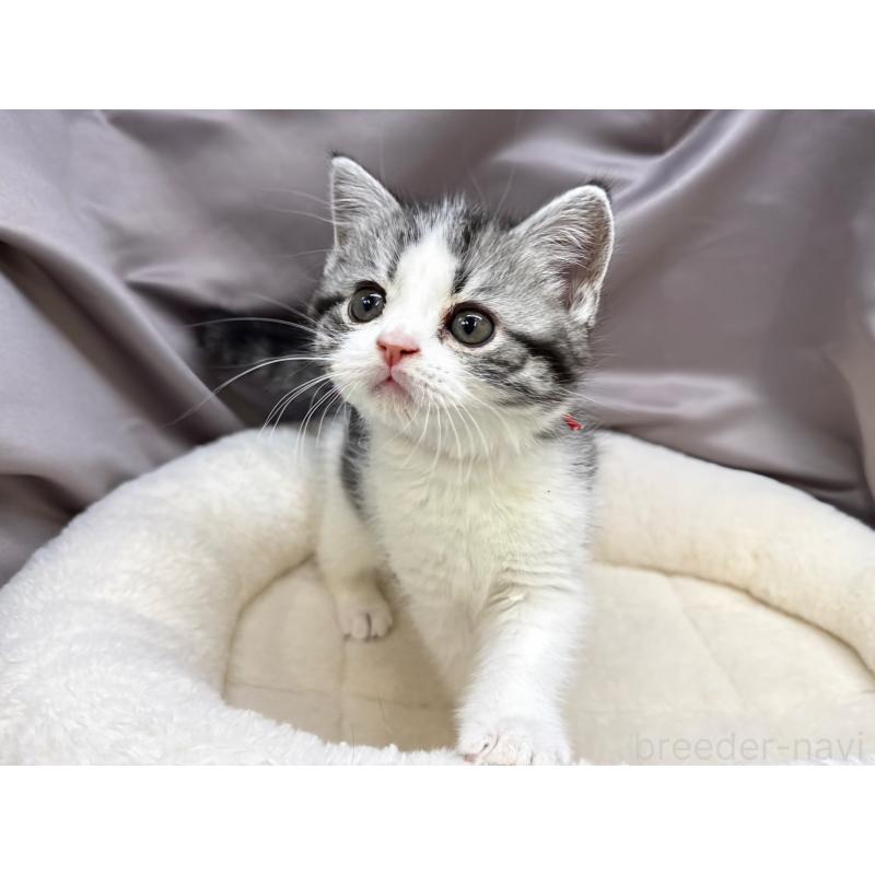 成約済の千葉県のスコティッシュフォールド-135334の2枚目