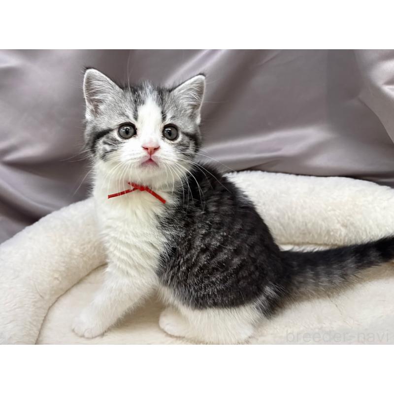 販売中の千葉県のスコティッシュフォールド-135334