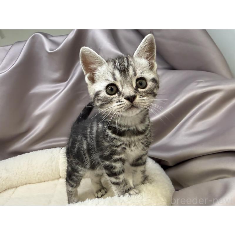 成約済の千葉県のスコティッシュフォールド-135336の3枚目