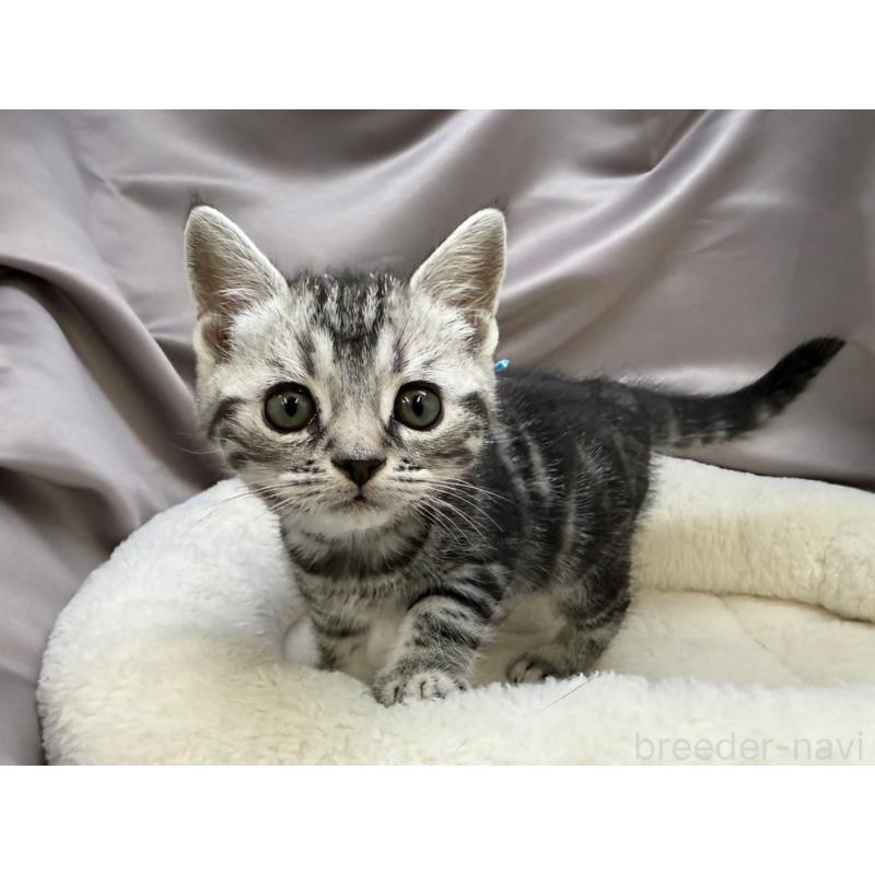 成約済の千葉県のスコティッシュフォールド-135336の2枚目