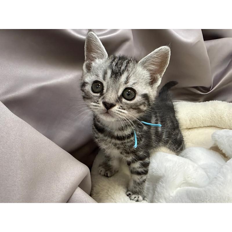 販売中の千葉県のスコティッシュフォールド-135336