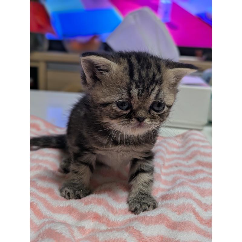 販売中の愛知県のエキゾチックショートヘア-135254の13枚目