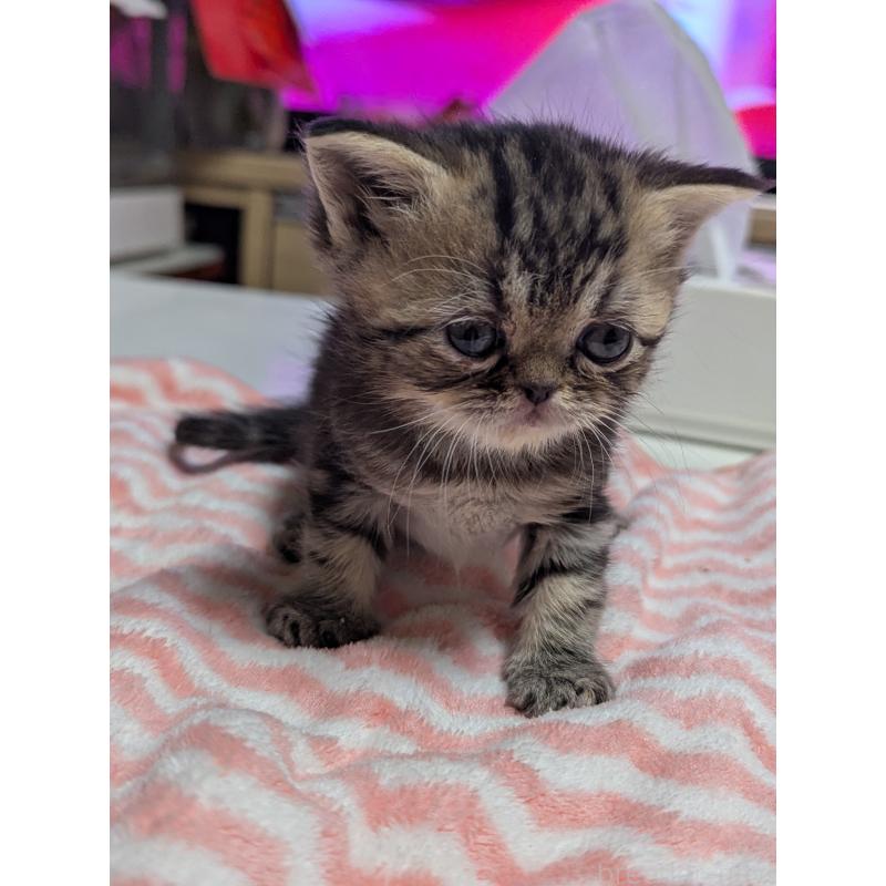 販売中の愛知県のエキゾチックショートヘア-135254の12枚目